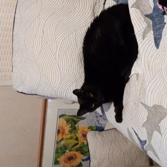 Meet your Posher, Sally a. - Picture 1 of 1